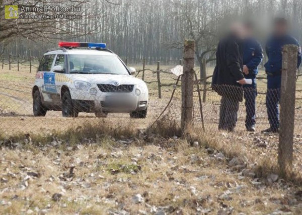 Kecskeméti kutyapokol, megrázó fotók