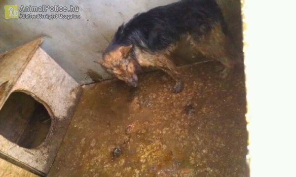 Brutális körülmények között voltak tartva a kutyák, volt amelyik el is pusztult