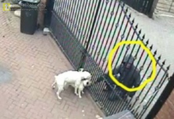 A kutyák gazdától való ellopására bűnözői körök épülnek