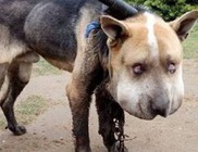 8 hónap letöltendő börtön a kegyetlen kutyakínzásért 8 hónap letöltendő börtön a kegyetlen kutyakínzásért