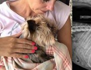 16 éves fiú lőtte ki a kutyát 16 éves fiú lőtte ki a kutyát