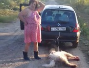 Kocsi után kötötte, majd élve elásta kutyáját egy asszony Kocsi után kötötte, majd élve elásta kutyáját egy asszony