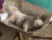 Saját házuk udvarán szúrták át a kutyájukat Saját házuk udvarán szúrták át a kutyájukat