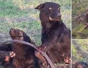 Orvvadászat = állatkínzás = bűncselekmény Orvvadászat = állatkínzás = bűncselekmény